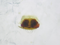 Argyrodes flavescens