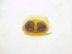 Argyrodes flavescens