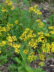 Patrinia scabiosifolia