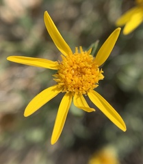 Heterotheca villosa minor