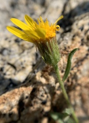 Heterotheca villosa minor