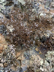 Sphaerophorus globosus