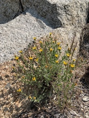 Heterotheca villosa minor