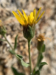 Heterotheca villosa minor