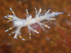 Dendronotus iris