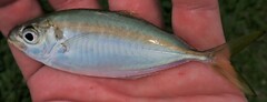 Selaroides leptolepis