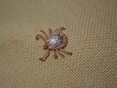 Amblyomma cajennense