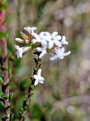 Leucopogon microphyllus
