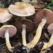 Agaricus semotus - Photo (c) Christian Schwarz, some rights reserved (CC BY-NC), uploaded by Christian Schwarz