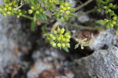 Draba jorullensis