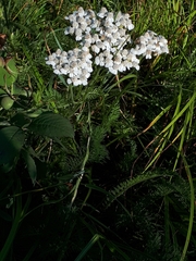 Achillea millefolium borealis