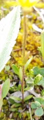 Saxifraga hirculus