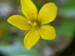 Saxifraga hirculus