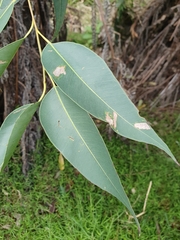 Eucalyptus botryoides