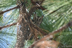 Megascops trichopsis