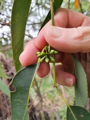 Eucalyptus botryoides