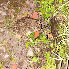 Duttaphrynus himalayanus