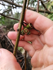 Eucalyptus botryoides