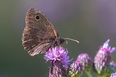 Cercyonis oetus