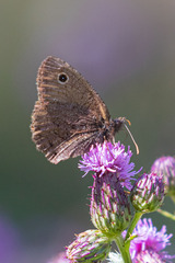 Cercyonis oetus