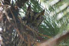 Megascops trichopsis