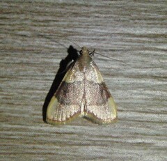 Hypsopygia olinalis