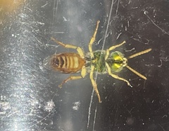 Agapostemon melliventris