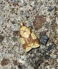 Cenopis ferreana