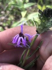 Liatris hirsuta