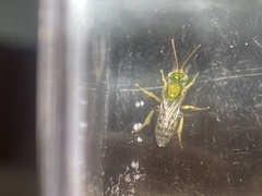 Agapostemon melliventris