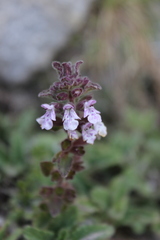 Stachys eriantha