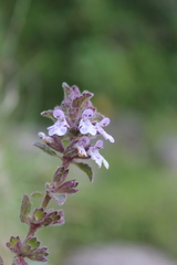 Stachys eriantha