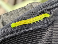 Scoliopteryx libatrix