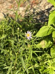 Symphyotrichum novi-belgii novi-belgii