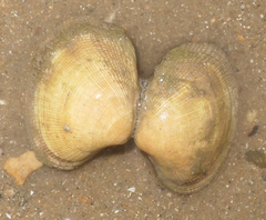 Ruditapes decussatus