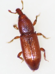 Micromimus