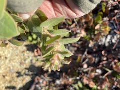 Arctostaphylos purissima purissima