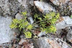 Draba jorullensis