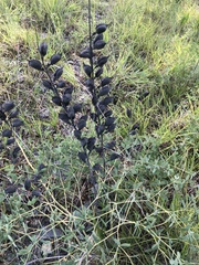 Baptisia australis aberrans