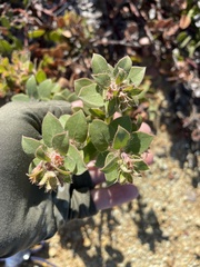 Arctostaphylos purissima purissima
