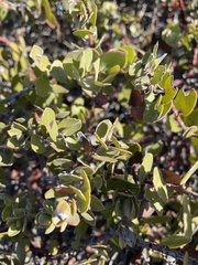Arctostaphylos purissima purissima