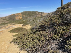 Arctostaphylos purissima purissima