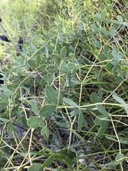 Baptisia australis aberrans