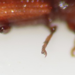 Micromimus