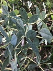 Baptisia australis aberrans