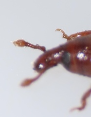 Micromimus