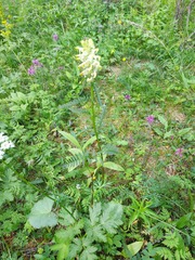 Pedicularis compacta