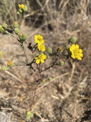 Deinandra increscens