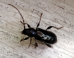 Phymatodes