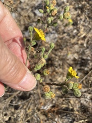 Deinandra increscens